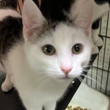 Rescue Domestic Short Hair Cats for Adoption in Hemet, California - Snow | PetCurious