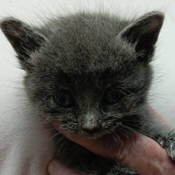Domestic Short Hair Cats Available for Adoption in Bulverde, Texas - Blade | PetCurious