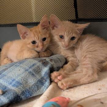 Tracy 2 -  Domestic Short Hair Cat for Adoption in Pikesville, Maryland - Tracy 2 | PetCurious