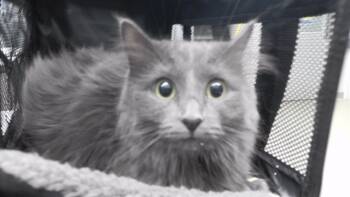 Rescue Domestic Medium Hair and Domestic Short Hair Cats for Adoption in Omaha, Nebraska - SQUIRREL | PetCurious