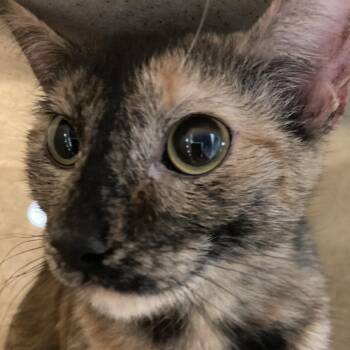 Domestic Short Hair Cats Available for Adoption in Philadelphia, Pennsylvania - Chocky | PetCurious