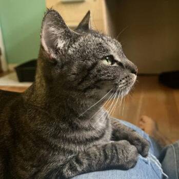 Domestic Short Hair Cats Available for Adoption in Hudson, Massachusetts - Chubbi Litchfield | PetCurious