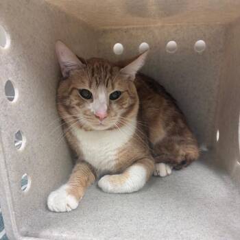 Jimmy -  Domestic Short Hair Cat for Adoption in Reno, Nevada - Jimmy | PetCurious