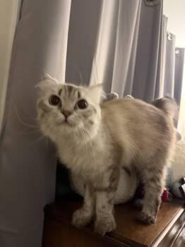 Rescue Siberian Cats for Adoption in Vienna, Virginia - Amunet | PetCurious