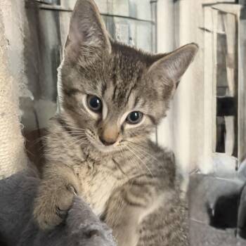 Aaron -  Tabby Cat for Adoption in Kenhorst, Pennsylvania - Aaron | PetCurious
