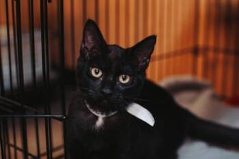 92765A Piglet -  Domestic Short Hair Cat for Adoption in North Charleston, South Carolina - 92765A Piglet | PetCurious