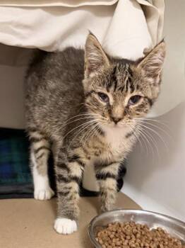 POTLUCK -  Domestic Short Hair Cat for Adoption in Boston, Massachusetts - POTLUCK | PetCurious