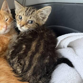 Domestic Short Hair Cats Available for Adoption in Jacksonville, Florida - Tilly | PetCurious