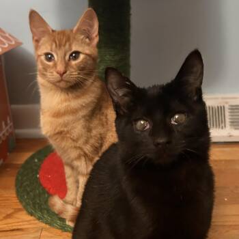 Domestic Short Hair Cats Available for Adoption - Sol & Hoshi (bonded Pair) | PetCurious