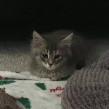 Fallon Henley -  Domestic Medium Hair Cat for Adoption in Madison, Wisconsin - Fallon Henley | PetCurious
