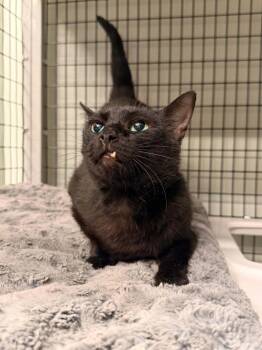Bijou -  Domestic Short Hair Cat for Adoption in Vancouver, Washington - Bijou | PetCurious