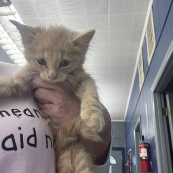 Biscuit -  Domestic Medium Hair Cat for Adoption in Summerlee, West Virginia - Biscuit | PetCurious