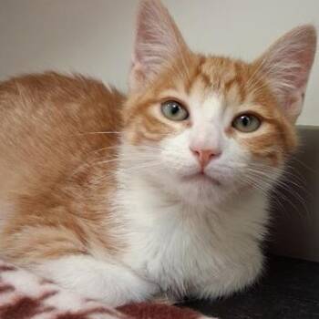 Benny -  Domestic Short Hair Cat for Adoption in Belmont, New York - Benny | PetCurious