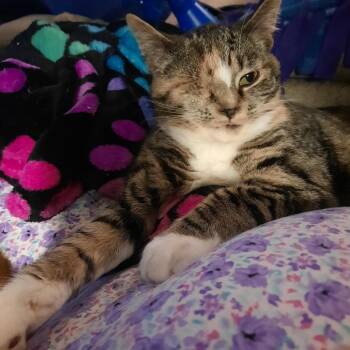 Paige -  Domestic Short Hair Cat for Adoption in Kirklin, Indiana - Paige | PetCurious