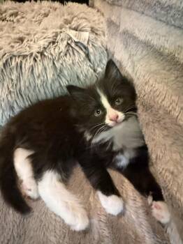 Domestic Medium Hair Cats Available for Adoption in Pomona, New York - Ranger | PetCurious