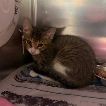 Cumin -  Domestic Medium Hair Cat for Adoption in Milton, Florida - Cumin | PetCurious