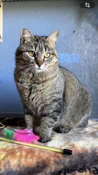 Domestic Short Hair and Tabby Cats Available for Adoption in Omaha, Nebraska - Tabby Girl | PetCurious