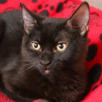 Boo (Sky) -  Domestic Medium Hair Cat for Adoption in Sarasota, Florida - Boo (Sky) | PetCurious