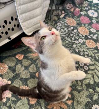 Grayson -  Domestic Short Hair Cat for Adoption in Arnold, Missouri - Grayson | PetCurious