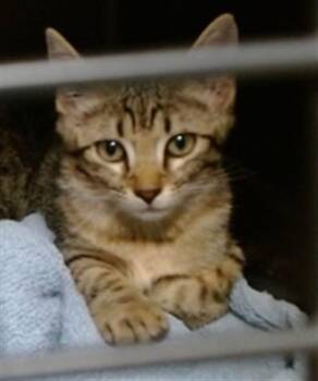A478975 -  Domestic Short Hair Cat for Adoption in Oklahoma City, Oklahoma - A478975 | PetCurious
