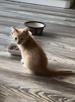 Marcona -  Domestic Short Hair Cat for Adoption in Trenton, New Jersey - Marcona | PetCurious