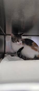 Nala -  Domestic Short Hair Cat for Adoption in Montreal, Quebec - Nala | PetCurious