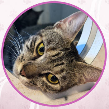 Rescue Domestic Short Hair Cats for Adoption in Toms River, New Jersey - Monterey Pop | PetCurious