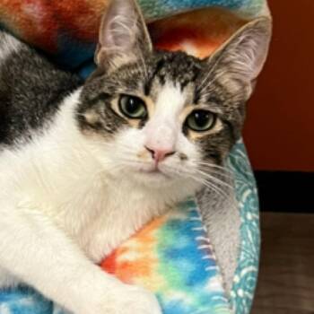 Dalton -  Domestic Short Hair Cat Available for Adoption in Blasdell, New York - Dalton | PetCurious