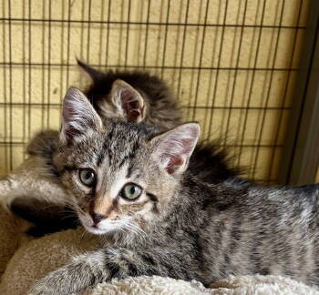 Rescue Tabby and Domestic Short Hair Cats for Adoption in Crossville, Tennessee - JELLY BEAN | PetCurious