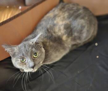 Domestic Short Hair Cats Available for Adoption in Walled Lake, Michigan - Lovie | PetCurious