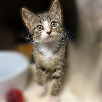 Domestic Short Hair Cats Available for Adoption in Springfield, Illinois - Tiff | PetCurious