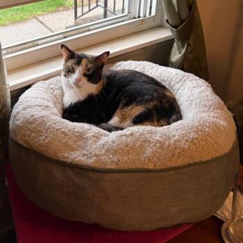 Domestic Short Hair Cats Available for Adoption in Indianapolis, Indiana - Tracy | PetCurious