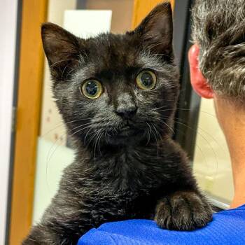 Domestic Short Hair Cats Available for Adoption in Des Moines, Iowa - Kioku | PetCurious
