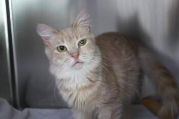 Domestic Long Hair and Domestic Short Hair Cats Available for Adoption in Brunswick, Georgia - Buttercup | PetCurious