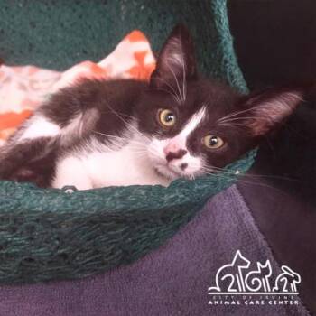 EMMET -  Domestic Short Hair Cat for Adoption in Irvine, California - EMMET | PetCurious