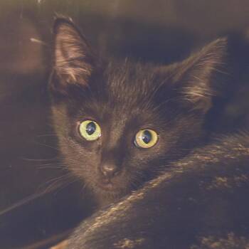 Circe -  Domestic Short Hair Cat for Adoption in Belleville, Illinois - Circe | PetCurious