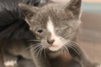 TANNER -  Domestic Short Hair Cat for Adoption in Columbia, South Carolina - TANNER | PetCurious