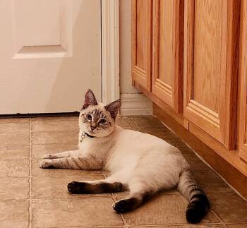 Esme -  Siamese Cat for Adoption in St. Cloud, Florida - Esme | PetCurious