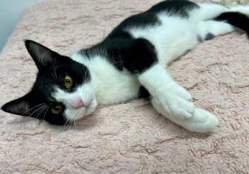 Rescue Domestic Short Hair Cats for Adoption in Philadelphia, Pennsylvania - Lorcan | PetCurious