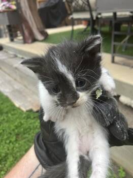 Domestic Medium Hair Cats Available for Adoption in Dallas, Texas - RUMI | PetCurious