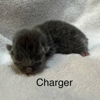 Charger -  Domestic Short Hair Cat for Adoption in Lynchburg, Virginia - Charger | PetCurious