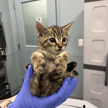 Mulberry -  Domestic Short Hair Cat for Adoption in Greensboro, North Carolina - Mulberry | PetCurious