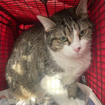 VANILLA BEAN -  Domestic Short Hair Cat for Adoption in San Antonio, Texas - VANILLA BEAN | PetCurious