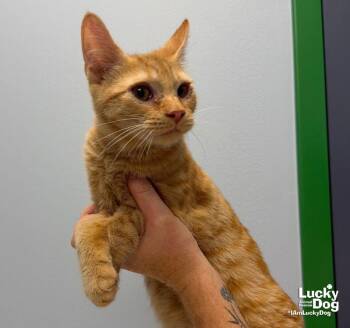Phil -  Domestic Short Hair Cat for Adoption in Washington, District Of Columbia - Phil | PetCurious