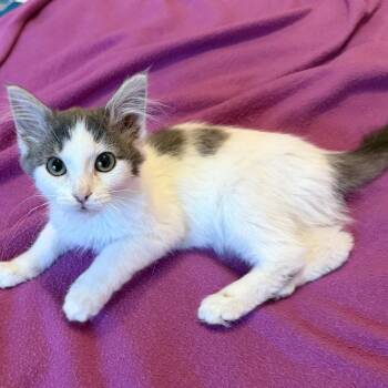 Sky -  Domestic Short Hair Cat for Adoption in Dallas, Texas - Sky | PetCurious