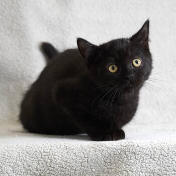 Pasha -  Persian and Domestic Short Hair Cat for Adoption in Sunnyvale, California - Pasha | PetCurious
