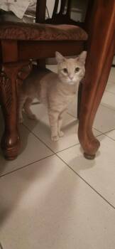 Rescue Domestic Short Hair Cats for Adoption in Houston, Texas - Jane | PetCurious