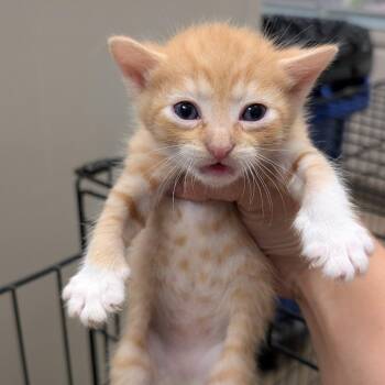 Domestic Short Hair Cats Available for Adoption in Buchanan Dam, Texas - Falcon | PetCurious