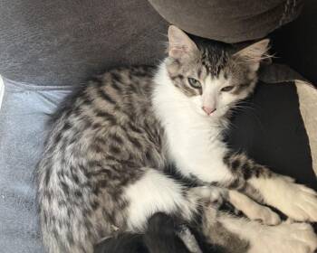 Zelda SC -  Domestic Short Hair Cat for Adoption in Greenville, South Carolina - Zelda SC | PetCurious