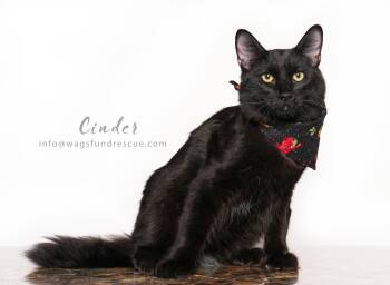 Domestic Long Hair Cats Available for Adoption - Cinder | PetCurious